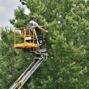 Tree Service Conway AR