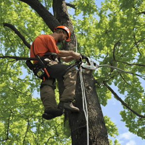 Tree Removal in Little Rock AR